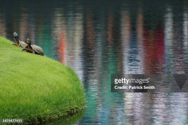 Turtles as seen on course during a practice round prior to the 2023 Masters Tournament at Augusta National Golf Club on April 03, 2023 in Augusta,...