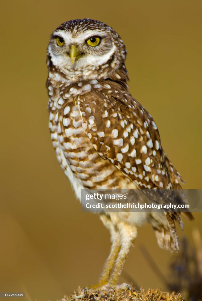 Burrowing Owl
