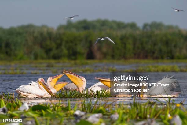 great white pelican (pelecanus onocrotalus), group fishing, danube delta biosphere reserve, romania - tulcea stock pictures, royalty-free photos & images