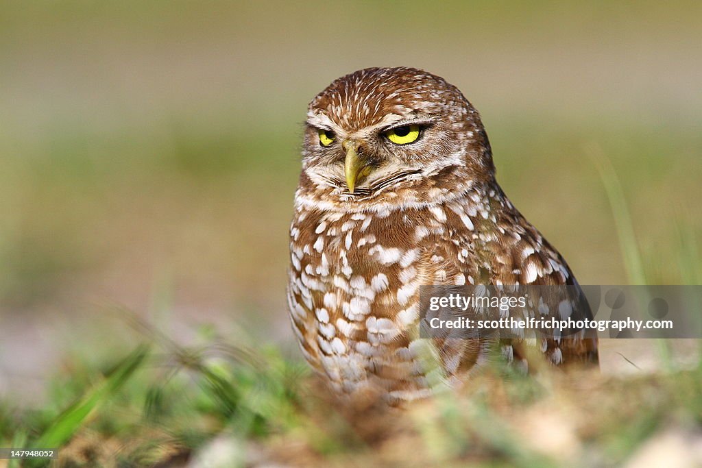 Burrowing Owl