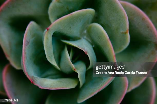 echeveria macro shoot - seedling stock pictures, royalty-free photos & images