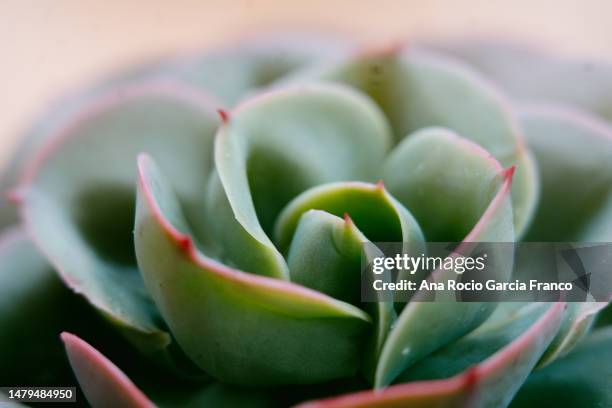 echeveria macro shoot - echeveria stock pictures, royalty-free photos & images