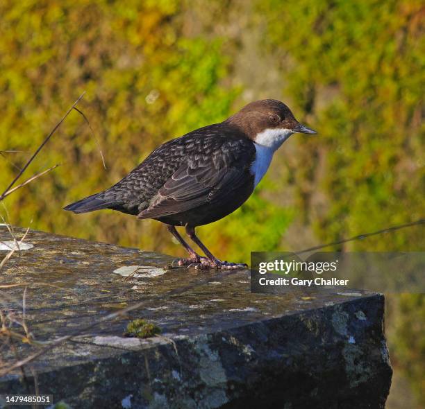 dipper [cinclus cinclus] - cinclus cinclus stock pictures, royalty-free photos & images