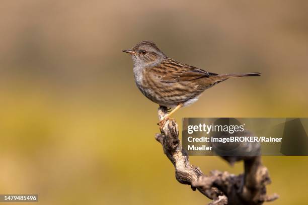 dunnock (prunella modularis) on branch, valencia, andalusia, spain - prunellidae stock pictures, royalty-free photos & images