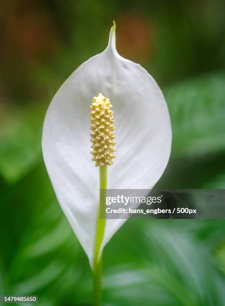 close-up of white flowering plant,luttelgeest,netherlands - peace lily 個照片及圖片檔