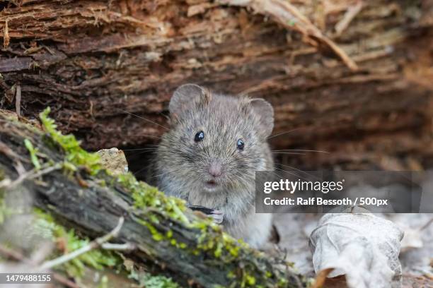 close-up portrait of mouse on tree trunk - volea stock pictures, royalty-free photos & images