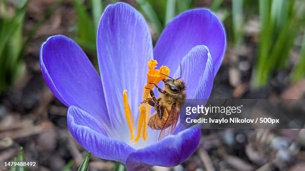close-up of bee on purple flower,burnaby,bc ve e,canada - anther stock pictures, royalty-free photos & images
