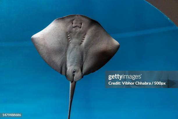 close-up of stingray swimming in sea,monterey,california,united states,usa - stingray stock pictures, royalty-free photos & images