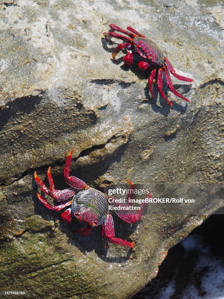 Red rock crab (Grapsus adscensionis) on rock. Puerto de Mogan, Gran Canaria, Spain, Atlantic Ocean