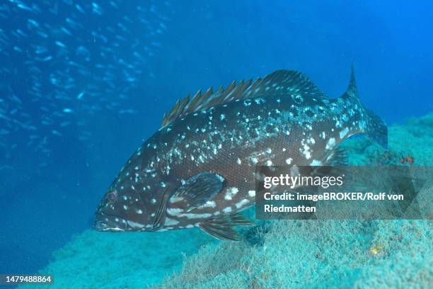 dusky grouper (epinephelus marginatus) (mycteroperca marginatus), el cabron marine reserve dive site, arinaga, gran canaria, spain, atlantic ocean - grouper stock illustrations
