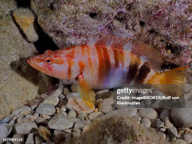 painted comber (serranus scriba), cova de la sal dive site, l escala, costa brava, spain, mediterranean sea - escala stock illustrations