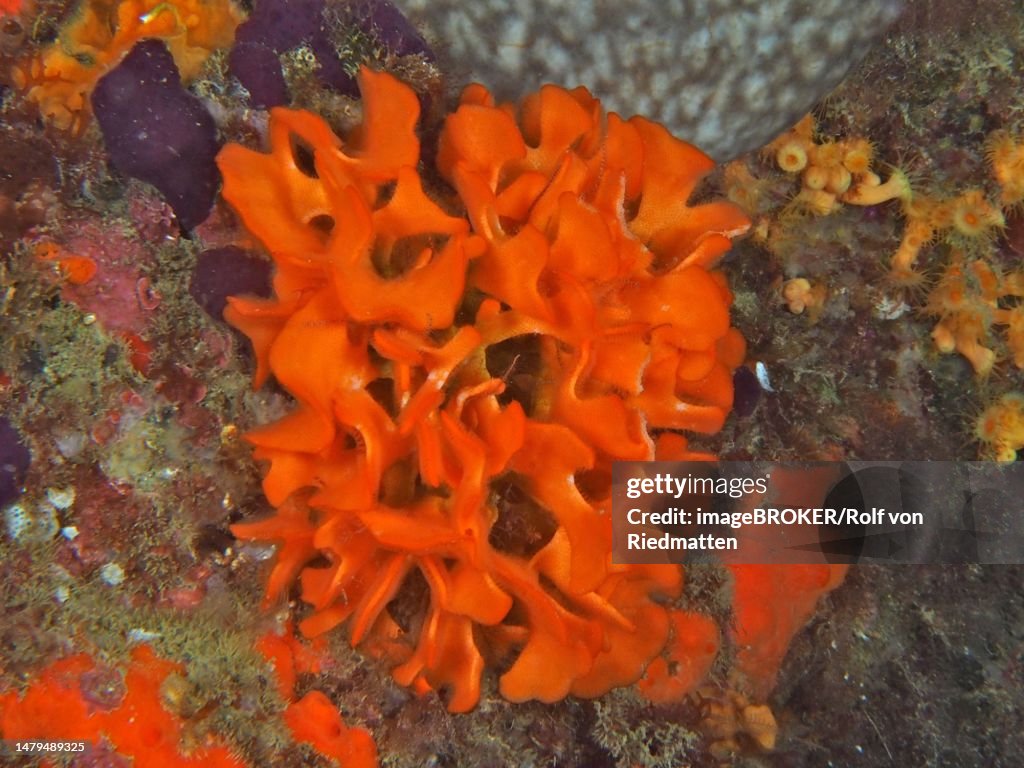 Orange spiny sponge (Acanthella acut), diving site marine reserve Cap de Creus, Rosas, Costa Brava, Spain, Mediterranean Sea