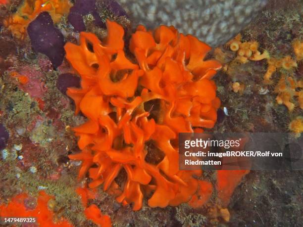 orange spiny sponge (acanthella acut), diving site marine reserve cap de creus, rosas, costa brava, spain, mediterranean sea - beach spain stock illustrations
