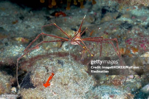 arrow crab (stenorhynchus lanceolatus), pasito blanco reef dive site, arguineguin, gran canaria, spain, atlantic ocean - ノコギリイッカクガニ点のイラスト素材／クリップアート素材／マンガ素材／アイコン素材