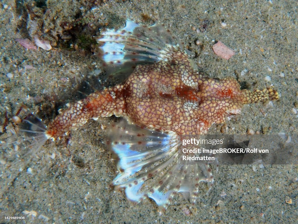 A little dragonfish (Eurypegasus draconis), bony fish, shows its white fins. Dive site Sodwana Bay National Park, Maputaland Marine Reserve, KwaZulu Natal, South Africa