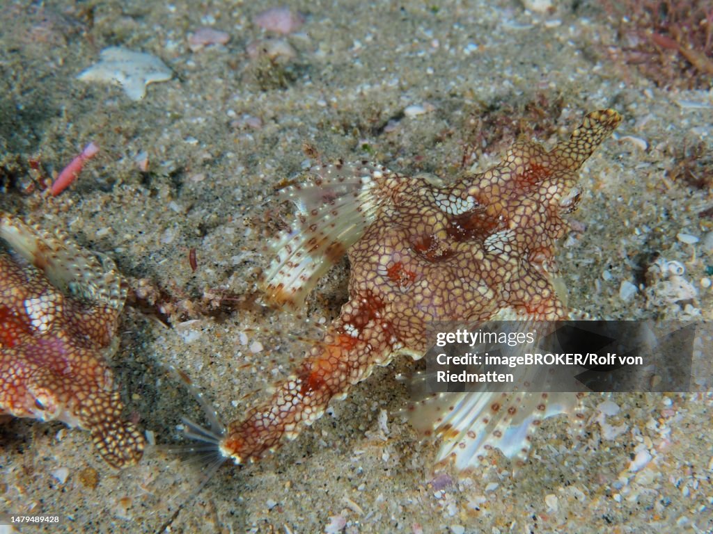 A little dragonfish (Eurypegasus draconis), bony fish, shows its white fins. Dive site Sodwana Bay National Park, Maputaland Marine Reserve, KwaZulu Natal, South Africa