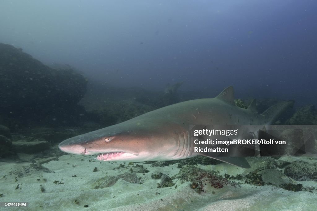 Sand tiger shark (Carcharias taurus) over the reef. Protea Banks Dive Site, Margate, KwaZulu Natal, South Africa