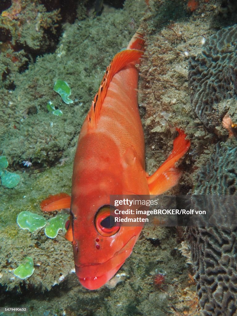 Portrait of red blacktip grouper (Epinephelus fasciatus), Sodwana Bay National Park dive site, Maputaland Marine Reserve, KwaZulu Natal, South Africa
