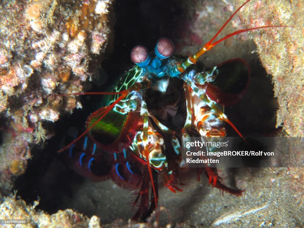 Peacock mantis shrimp (Odontodactylus scyllarus), Sodwana Bay National Park dive site, Maputaland Marine Reserve, KwaZulu Natal, South Africa