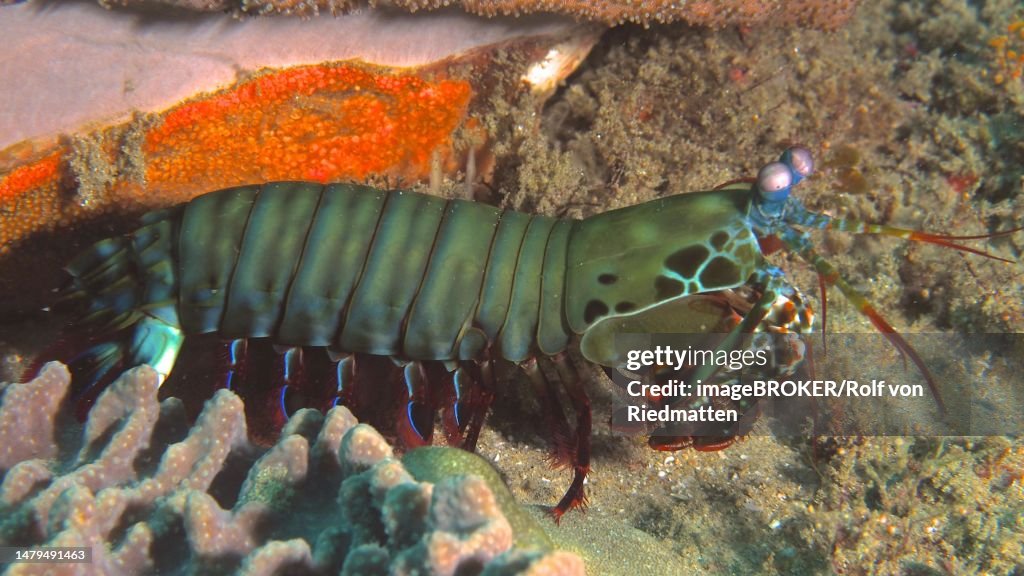 Peacock mantis shrimp (Odontodactylus scyllarus), Sodwana Bay National Park dive site, Maputaland Marine Reserve, KwaZulu Natal, South Africa