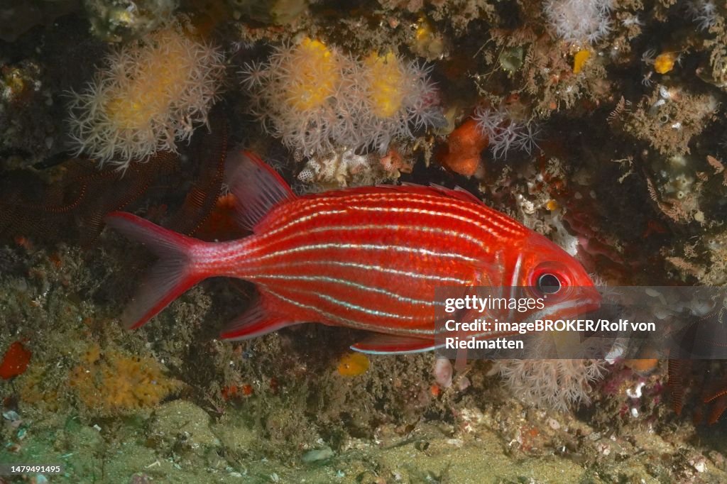 Diademhusar (Sargocentron diadema), Aliwal Shoal dive site, Umkomaas, KwaZulu Natal, South Africa