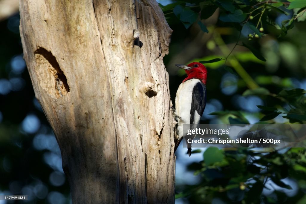 Close-up of woodpecker perching on tree,Sewanee,Tennessee,United States,USA