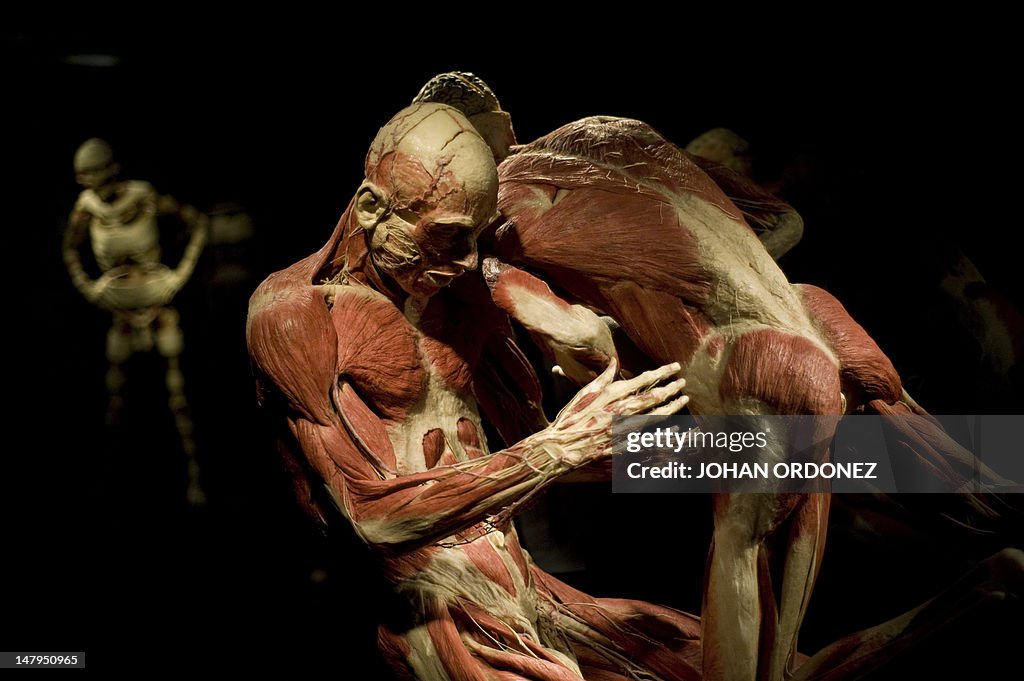 Plastinated human bodies are on display 