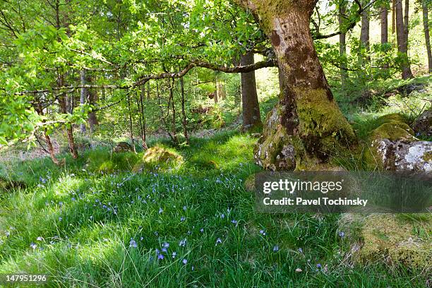 Snowdonia Spring 1,011 Snowdonia Spring Stock Photos, High-Res Pictures, and Images ...