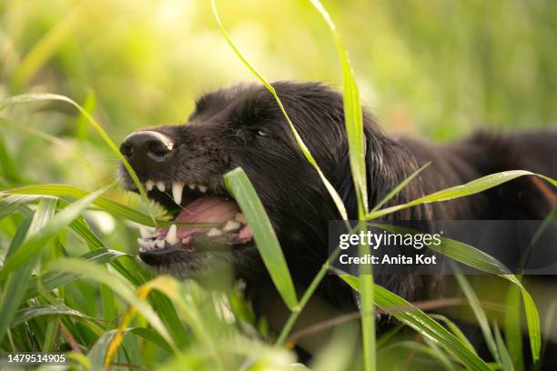 dog eating grasses - dog outdoors stock pictures, royalty-free photos & images