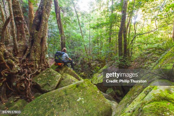 hiker resting on rock in lush green rainforest scene - off the beaten path stock pictures, royalty-free photos & images