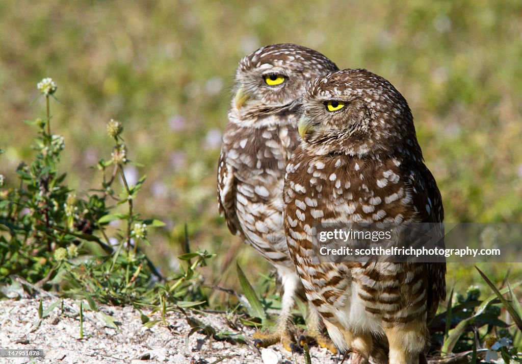 Burrowing owls