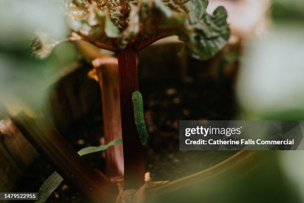 a caterpillar crawls down a stalk of rhubarb - ruined garden stock pictures, royalty-free photos & images