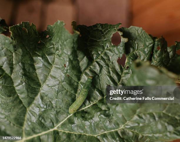 close-up of a green caterpillar on a rhubarb leaf, with several holes where the caterpillar has feasted on the plant - ruined garden stock pictures, royalty-free photos & images