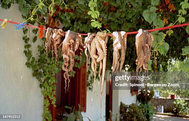 octopus hanging to dry - kos stock-fotos und bilder