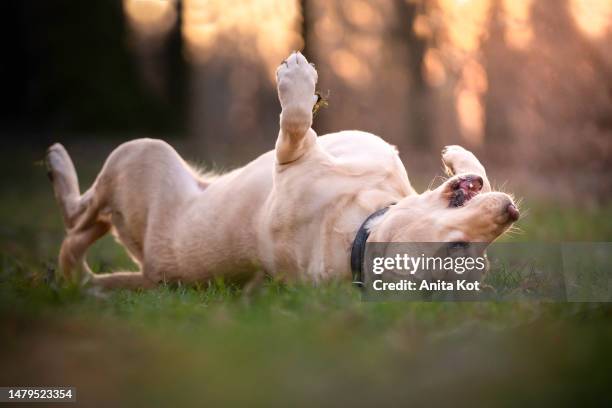 labrador rolls in the grass - rolling stockfoto's en -beelden