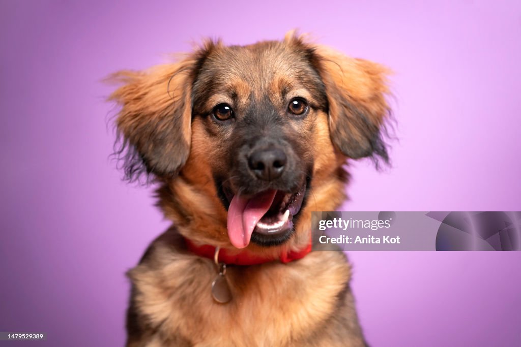 Portrait of a happy dog