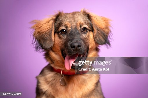 Portrait of a happy dog Portrait of a happy dog