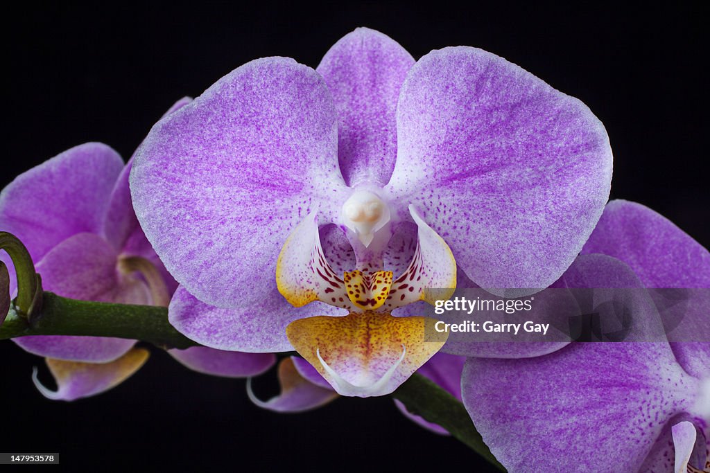 Pale purple orchid, close-up