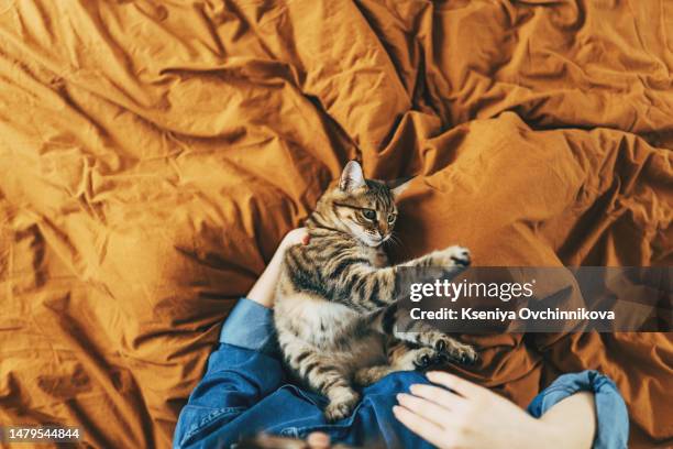 woman is cuddling devon rex cat. kitty is purring. spending time with a cat, your production of serotonin, a chemical that boosts feelings of well-being, goes up, and your cortisol levels go down. - cat purring stock pictures, royalty-free photos & images