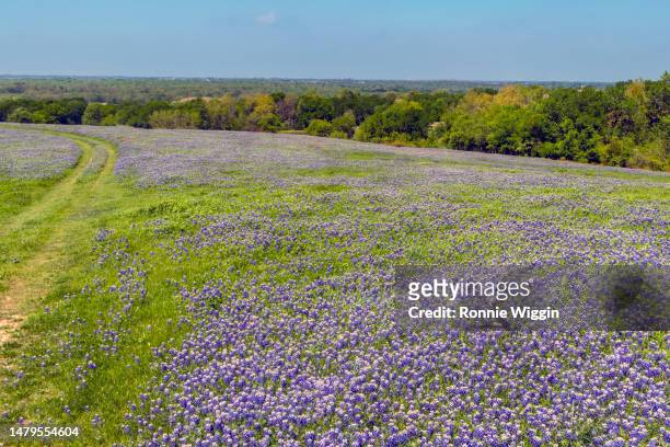 road tracks in the bluebonnets - texas bluebonnet stock pictures, royalty-free photos & images