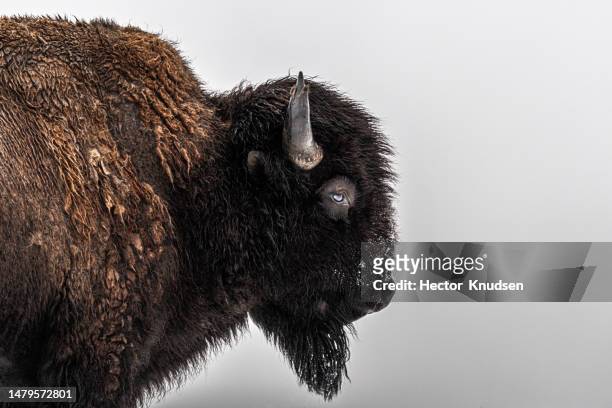 bison side profile - amerikaanse bizon stockfoto's en -beelden