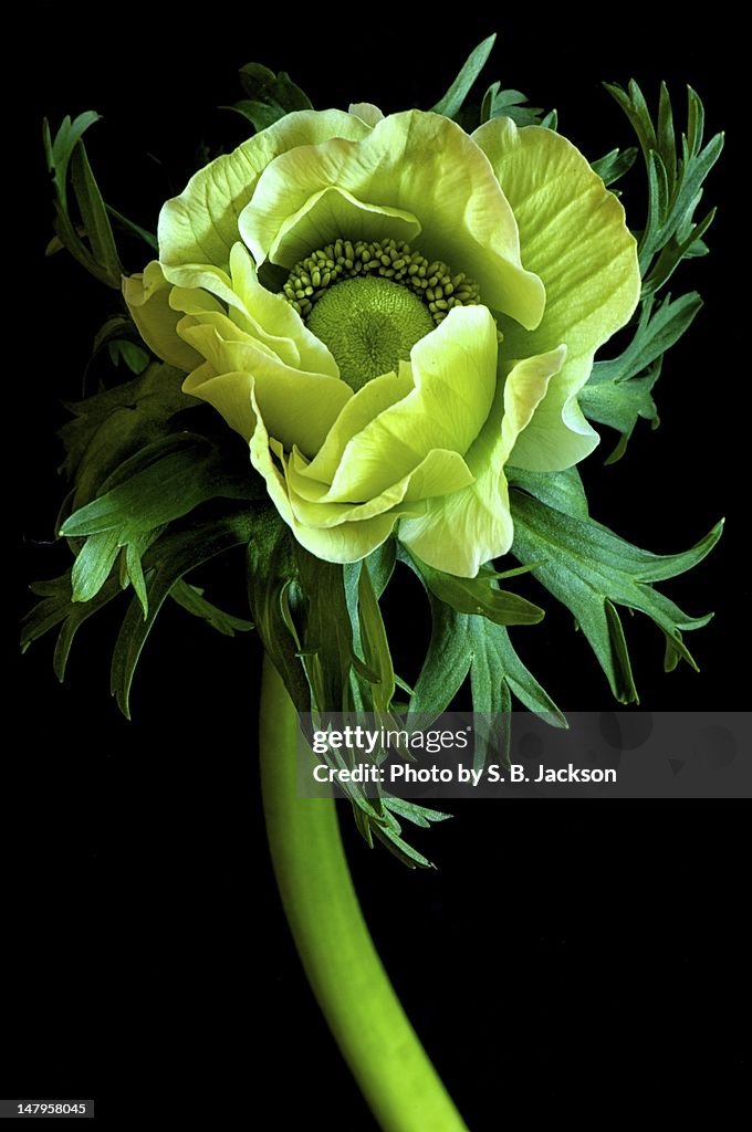 Yellow flower