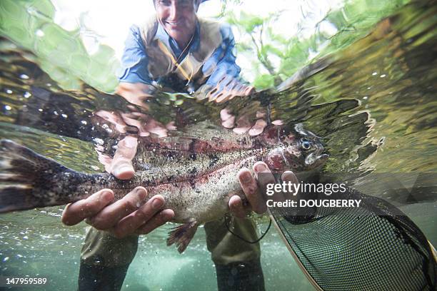 fly fishing catch - regnbågsforell bildbanksfoton och bilder