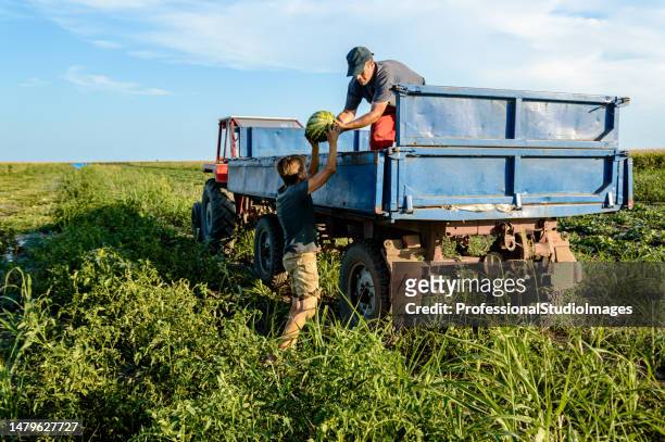 grupo de agricultores está trabajando en el campo y cosechando sandías. - migrant farmers fotografías e imágenes de stock