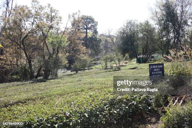 View of the Tea Plantations of Kangra seen at Institute for Himalayan Bioresource Technology on March 6, 2023 at Palampur, India. C