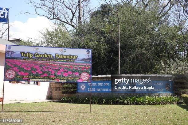 View of the Tea Plantations of Kangra seen at Institute for Himalayan Bioresource Technology on March 6, 2023 at Palampur, India. C