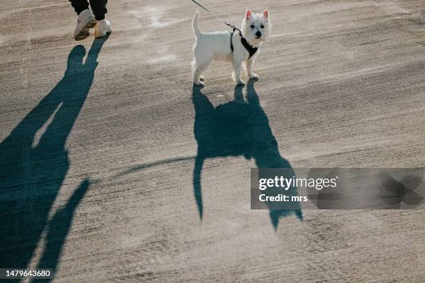 walking a dog - west highland white terrier stock pictures, royalty-free photos & images