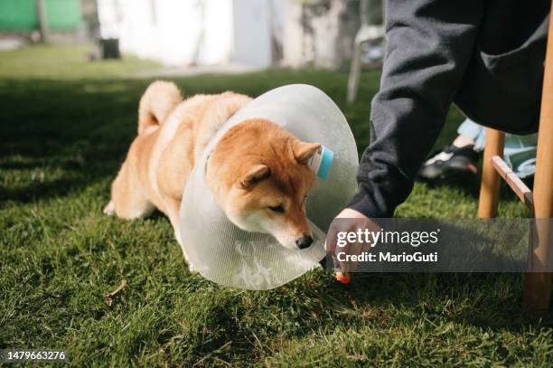 giving a strawberry to a dog - hondenkraag stockfoto's en -beelden