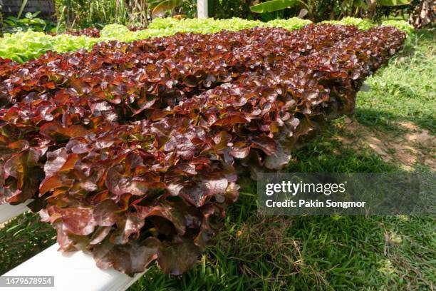 lettuce growing in a hydroponic farm, the concept of organic vegan food. - radicchio stockfoto's en -beelden