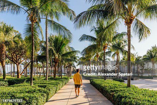Man walking along palm trees in Miami Beach, Florida, USA